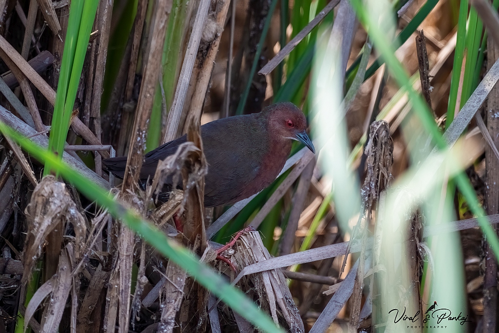 Ruddy-breasted Crake